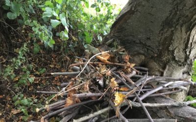 Read more about Den/habitat building at Forest School!