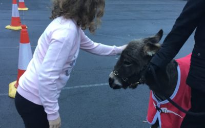 Read more about Year 5 meet Little Donkey